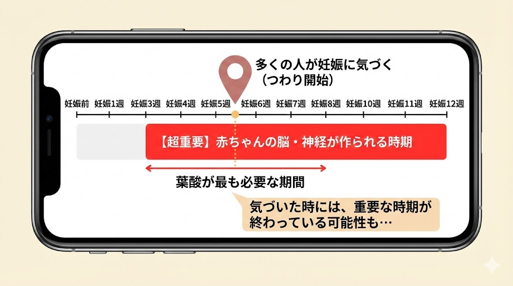 妊娠初期の葉酸摂取タイミングの図解。赤ちゃんの脳・神経が作られる重要な時期と、妊娠に気づく時期のズレを示すタイムライン。