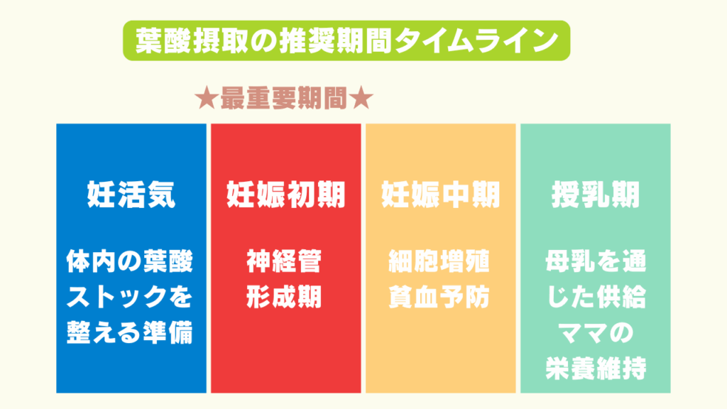 葉酸摂取の推奨期間を示すタイムライン図。妊活期から授乳期までを示し、特に妊娠初期が重要であることをハイライトしている。