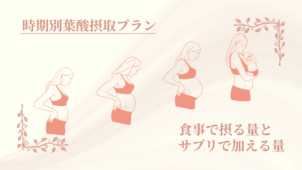 時期別の葉酸摂取プランのイメージ。妊活〜妊娠初期・中期・後期〜授乳期まで、食事で摂る量とサプリで補う量を考えるガイド