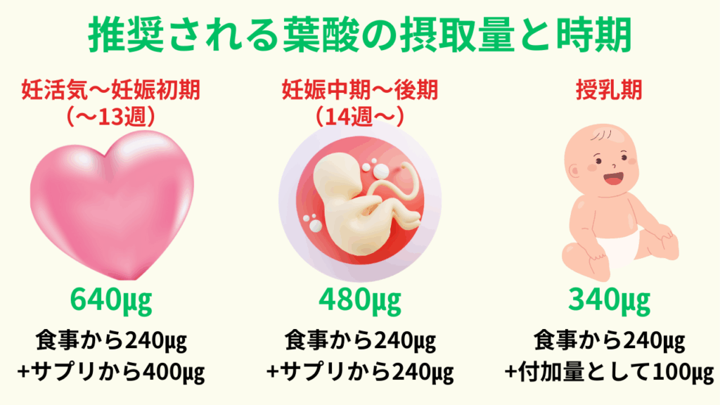 推奨される葉酸の摂取量と時期をわかりやすくした図