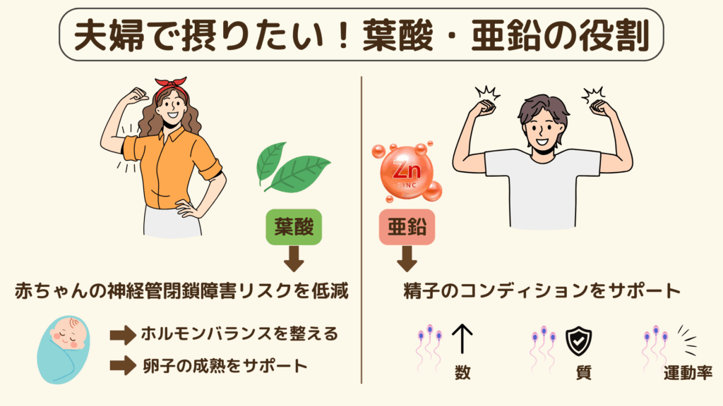 「夫婦で摂りたい！葉酸・亜鉛の役割」と書かれた図解。
左側には女性のイラストと葉酸のアイコンがあり、「赤ちゃんの神経管閉鎖障害リスクを低減」「ホルモンバランスを整える」「卵子の成熟をサポート」と説明されている。
右側には男性のイラストと亜鉛のアイコンがあり、「精子のコンディションをサポート」「数・質・運動率を改善」と示されている。