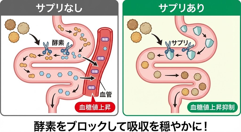 糖質カットサプリが消化酵素をブロックし、糖の吸収を穏やかにするメカニズムの図解。サプリなしでは糖が吸収され血糖値が上昇するが、サプリありでは酵素が阻害され吸収が抑制される様子。
