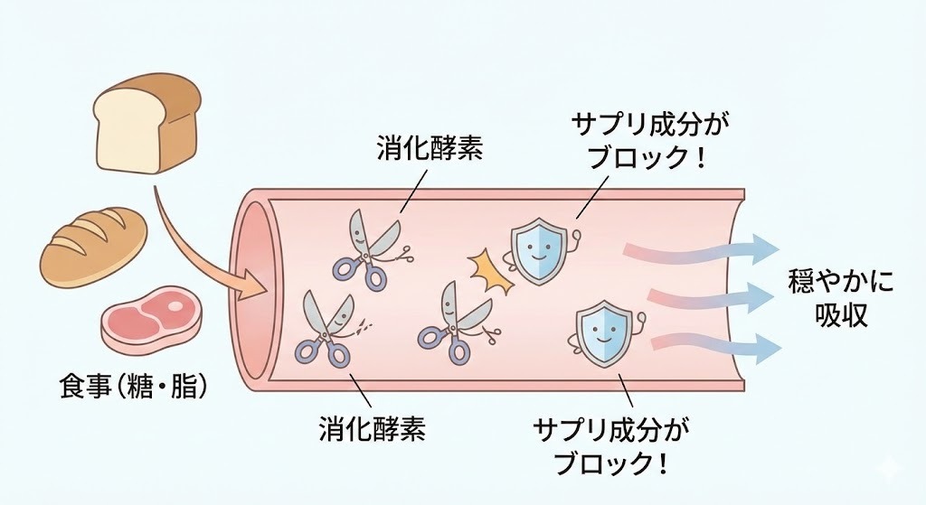 食事中の糖と脂肪が消化酵素によって分解されるのを、サプリメントの成分がブロックし、穏やかに吸収される様子を示す図解イラスト。