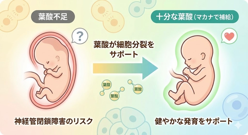 妊娠初期の胎児と神経管形成における葉酸の役割を示す図解