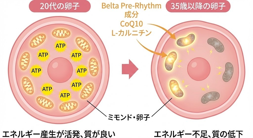 20代の健康な卵子と35歳以降の老化が始まった卵子におけるミトコンドリアの状態比較図。ベルタプレリズムに含まれるCoQ10やL-カルニチンが、加齢により元気のなくなったミトコンドリアをサポートする様子を示している。