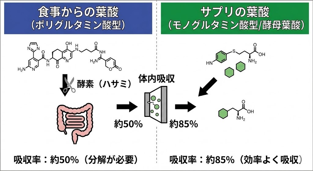 食事からの葉酸（ポリグルタミン酸型）とサプリメントの葉酸（モノグルタミン酸型/酵母葉酸）の体内吸収率の違いを説明する図。食事性葉酸は分解が必要で吸収率が約50%であるのに対し、サプリ葉酸はそのまま効率よく吸収され約85%であることを示している。