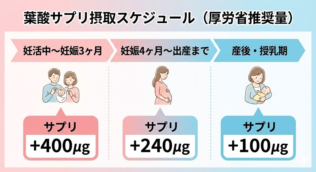 妊活中から妊娠初期は葉酸サプリ400μg、妊娠中期から出産までは240μg、授乳期は100μgを追加摂取する厚生労働省推奨の葉酸サプリ摂取スケジュール図