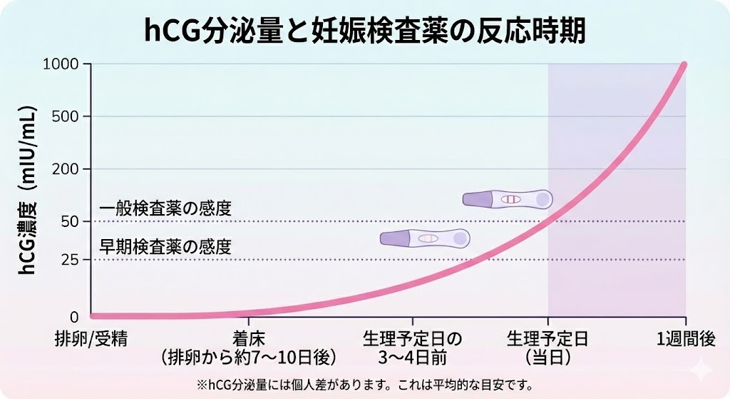 hCG分泌量と妊娠検査薬の反応時期を示したグラフ。排卵・受精後から着床、生理予定日前後にかけてhCG濃度が上昇し、早期検査薬と一般検査薬の感度の違いを図示。