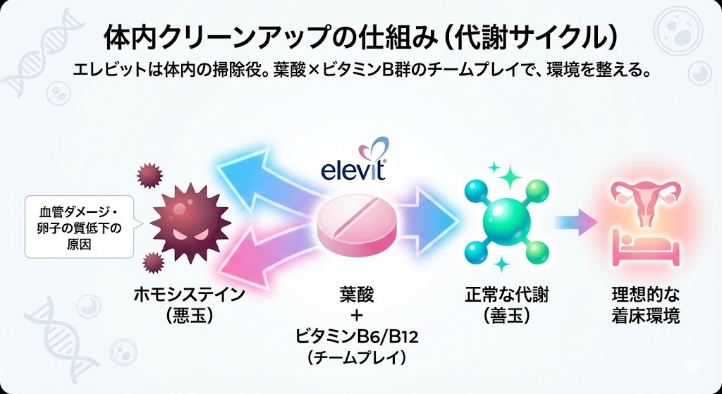 葉酸とビタミンB6・B12の働きにより、ホモシステインを抑制し正常な代謝を促す仕組みを示した図。体内環境を整え、理想的な着床環境につながる流れを解説している