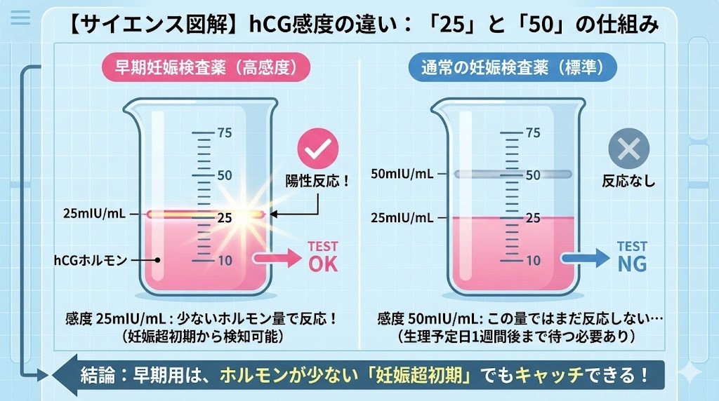 妊娠検査薬のhCG感度の違いを示す図解。感度25mIU/mLの早期妊娠検査薬は少量のhCGでも反応し、感度50mIU/mLの通常検査薬は反応しない仕組みを比較している。