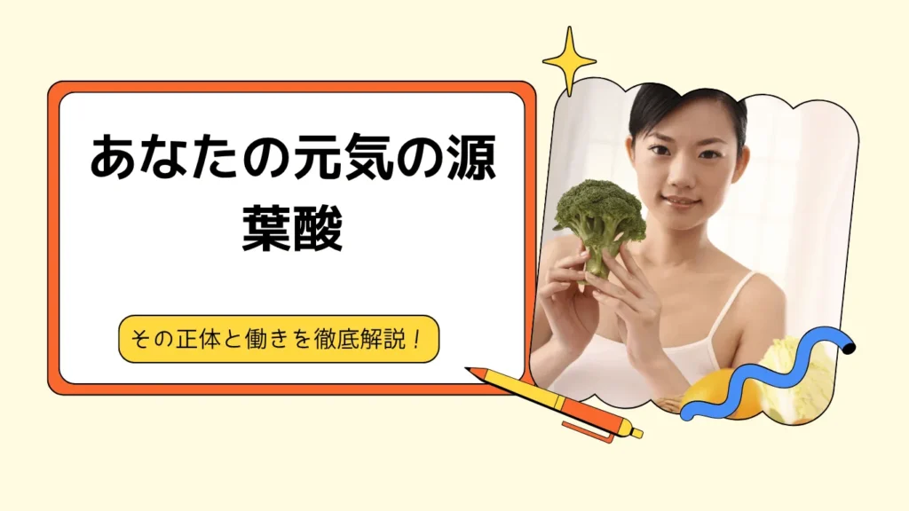 葉酸の正体を働きを解説
