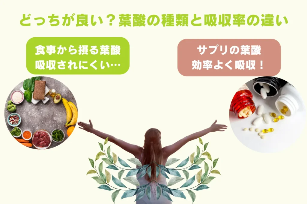 食事由来の天然葉酸(ポリグルタミン酸型)とサプリメント由来の合成葉酸(モノグルタミン酸型)の吸収率の違いを比較したイラスト