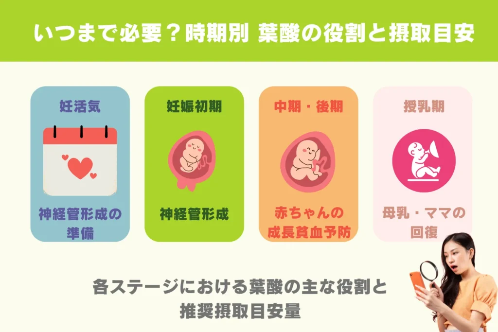 妊活期から授乳期までの各ステージにおける葉酸の主な役割と推奨摂取目安量を時系列で示したタイムライン風の画像
