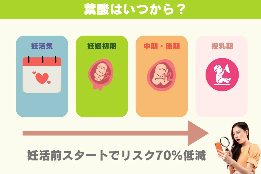 妊活期から授乳期までの各ステージで葉酸摂取メリットを示すタイムライン図