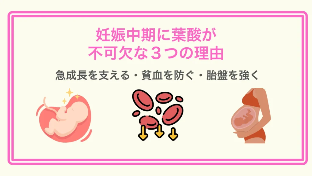 妊娠中期に葉酸が必要な三つの理由を示すアイコン付きインフォグラフィック：胎児の成長、貧血予防、胎盤の発達