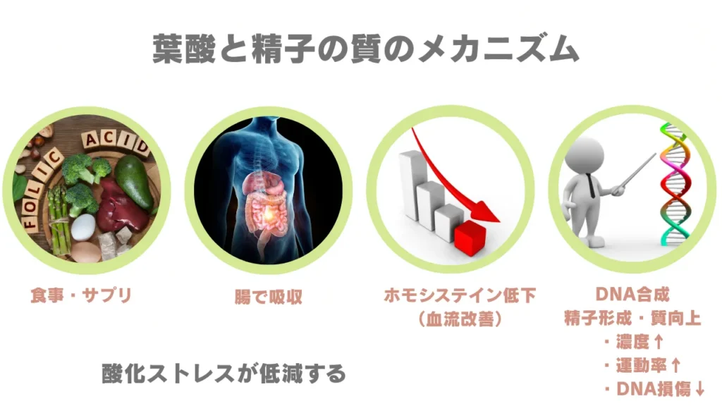 葉酸と精子の質のメカニズム