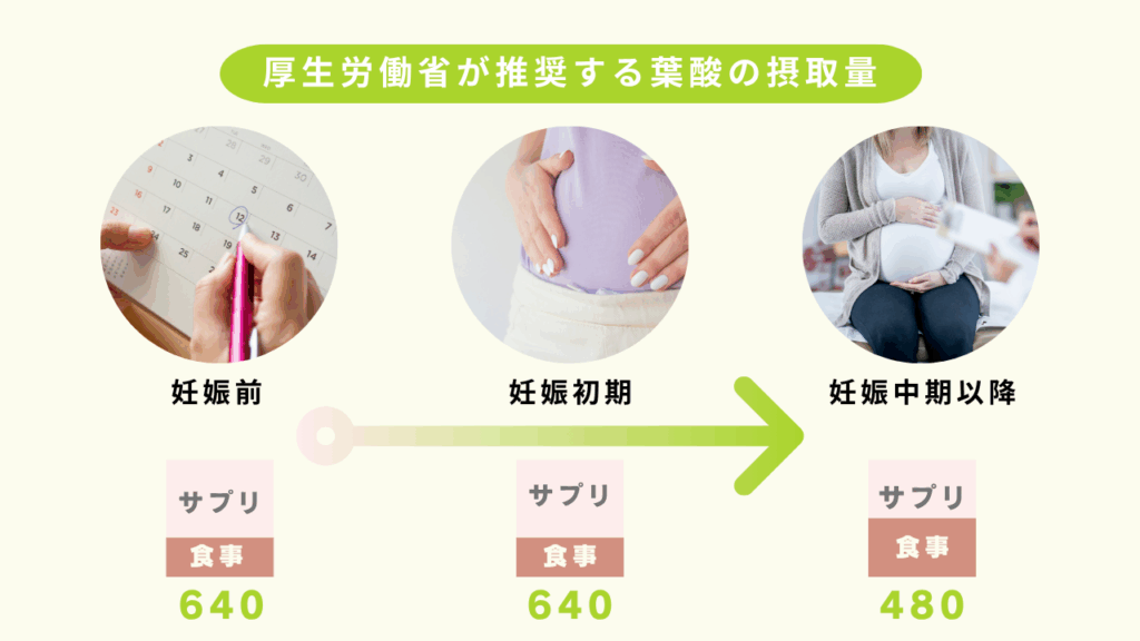 厚生労働省が推奨する妊娠周期の葉酸摂取量