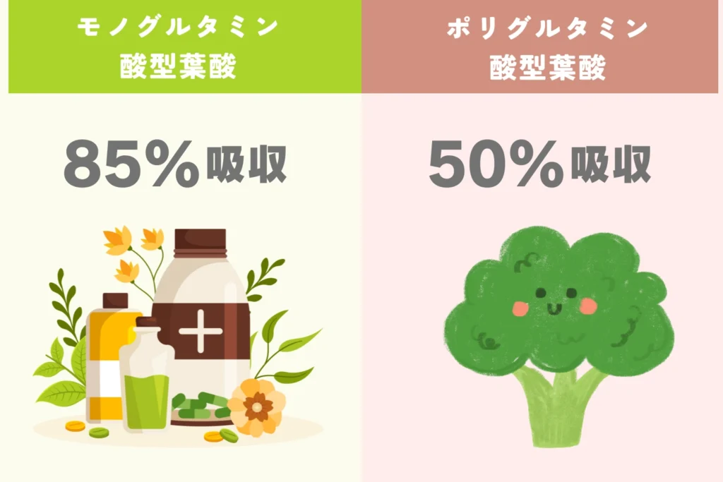 食品の葉酸:ポリグルタミン酸型とサプリの葉酸:モノグルタミン酸型の吸収率