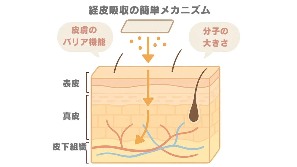 経皮吸収のメカニズムを現したイメージ画像