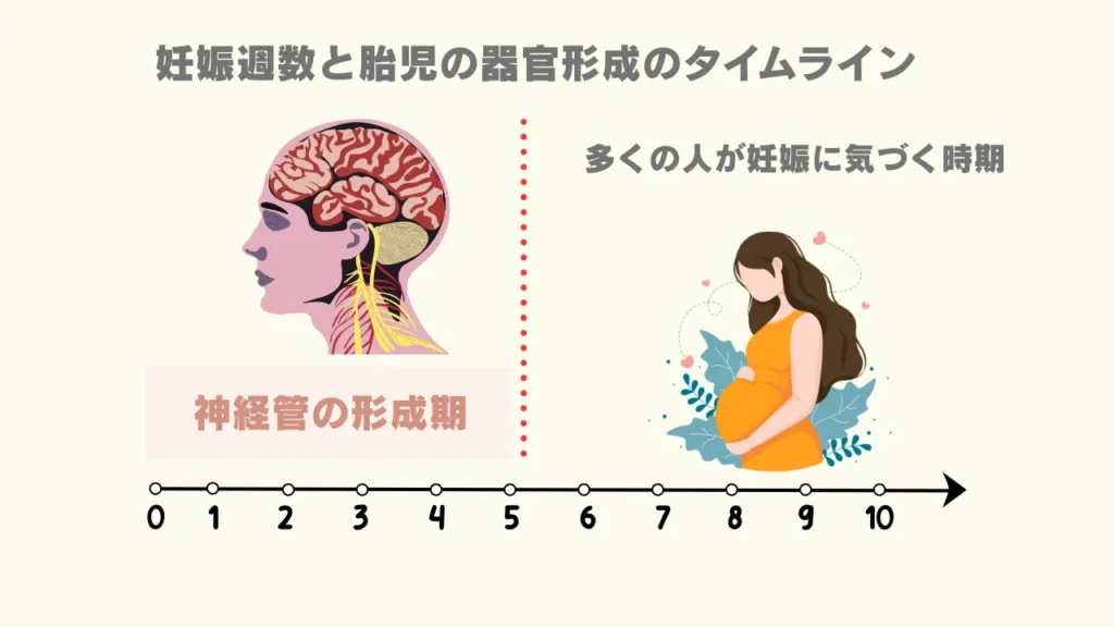 妊娠週数と胎児の器官形成のタイムラインイメージ画像