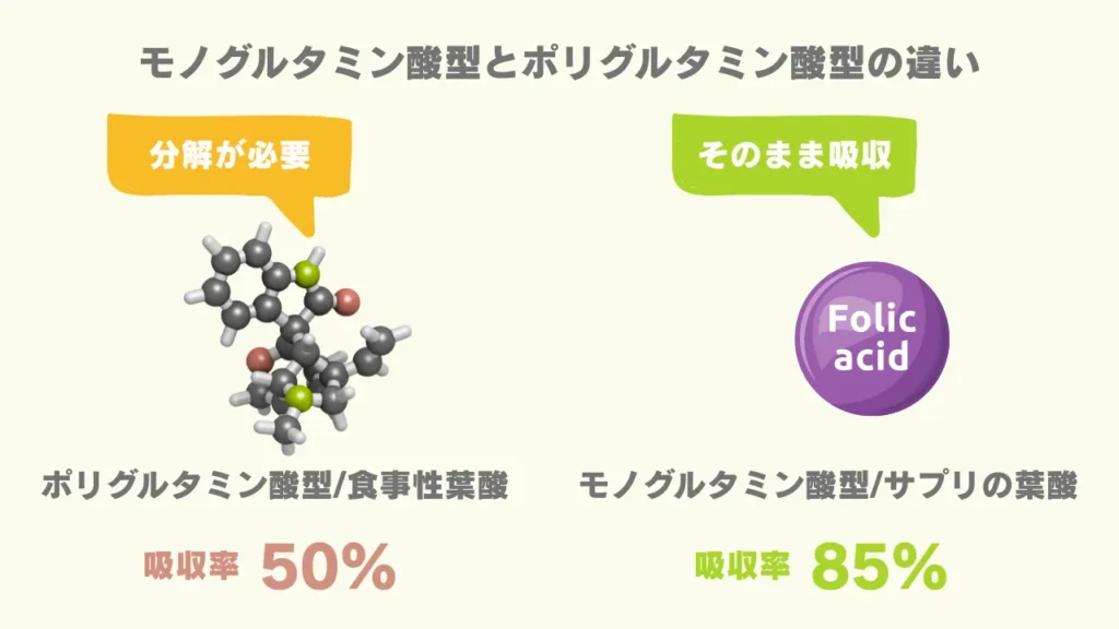 モノグルタミン酸とポリグルタミン酸の違い
