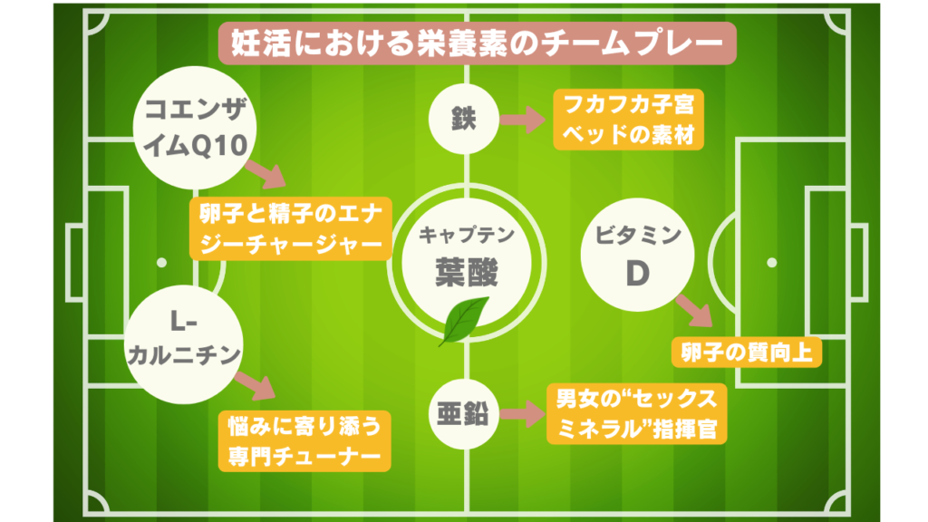 妊活における栄養差のチームプレーを表した画像