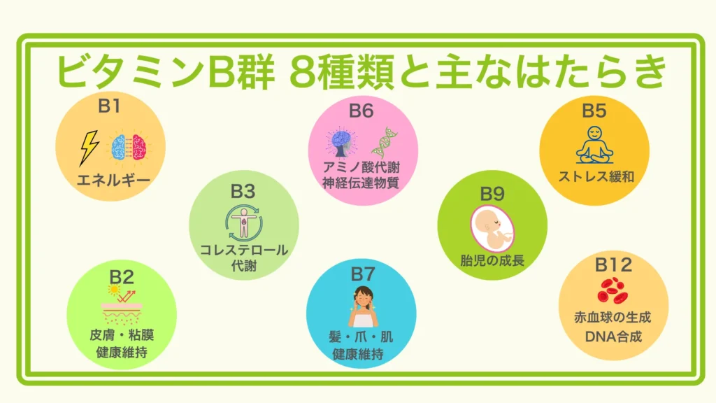 「8つの円でビタミンB1〜B12の働きを示すインフォグラフィック。胎児の成長、エネルギー産生、赤血球生成などをアイコン付きで解説」