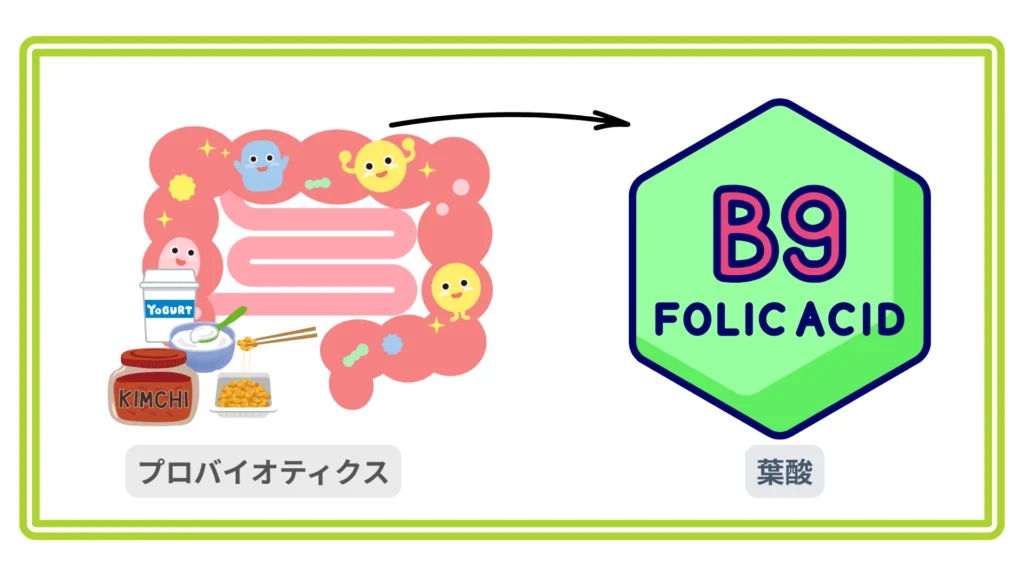 「腸内イラストと発酵食品が左、緑のB9六角形が右。矢印でプロバイオティクスから葉酸産生への経路を示したインフォグラフィック」