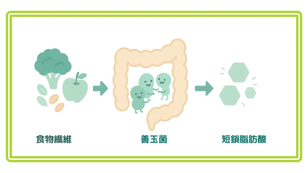 「ブロッコリーやリンゴの食物繊維が腸内の善玉菌により短鎖脂肪酸へ変わる過程を矢印で示した3コマ図解」