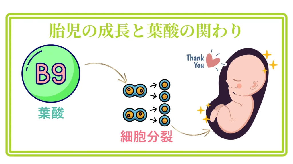 「左の緑丸B9アイコンから細胞分裂イラストを経て右の胎児イラストへ矢印で繋いだ、葉酸と成長の関係を示す図」