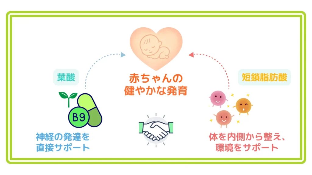 「中央のハート内の胎児に向かい、左の葉酸B9カプセルと右の短鎖脂肪酸キャラが点線矢印で協力を示す図解」